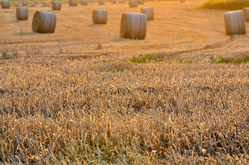 Nature's Harvest
