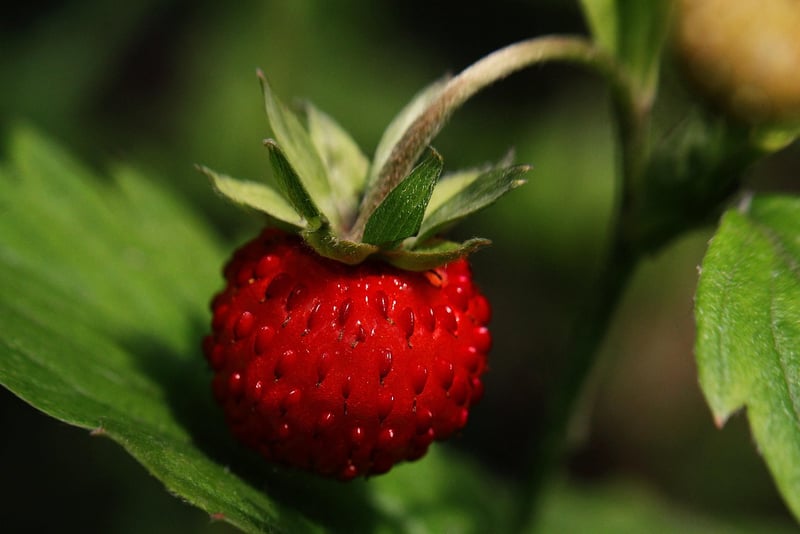 Wild Berries