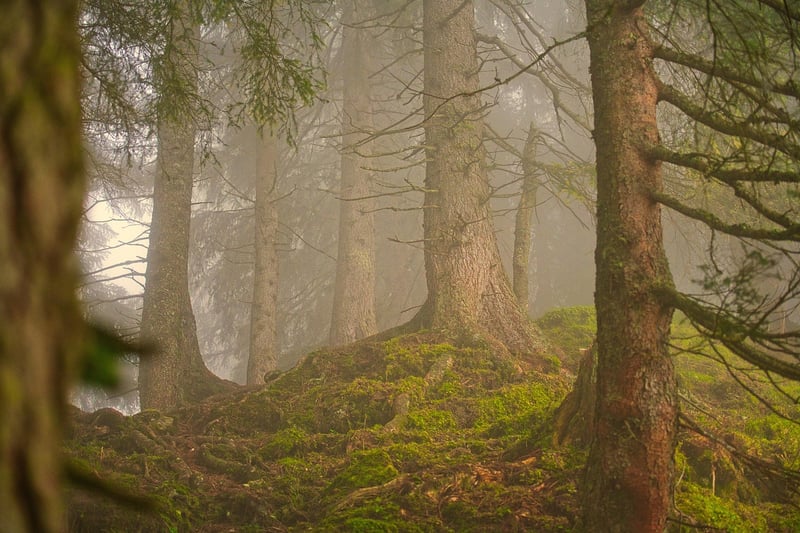 Forest Path Image